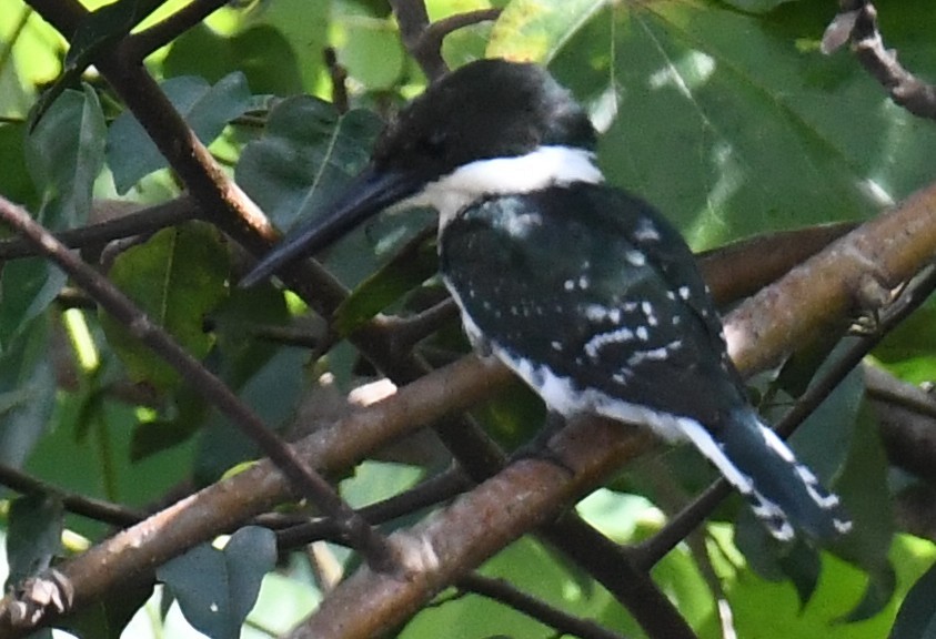 grønnisfugl - ML647130206