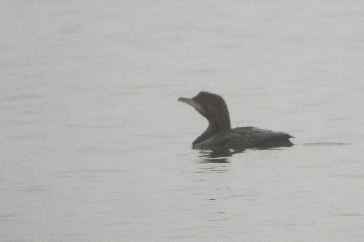 Ubarroi txikia - ML647130208