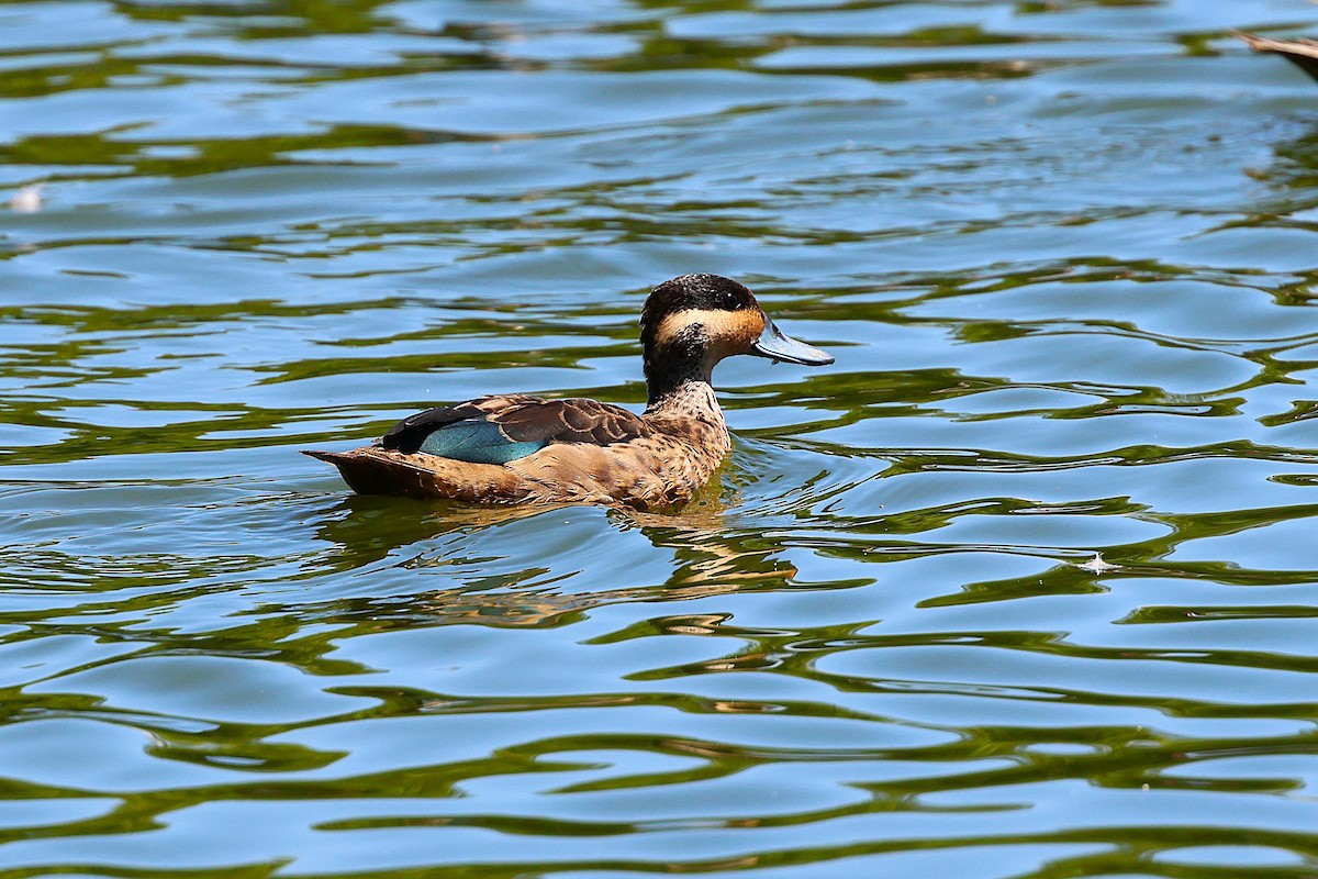 Пятнистый чирок - ML647130211