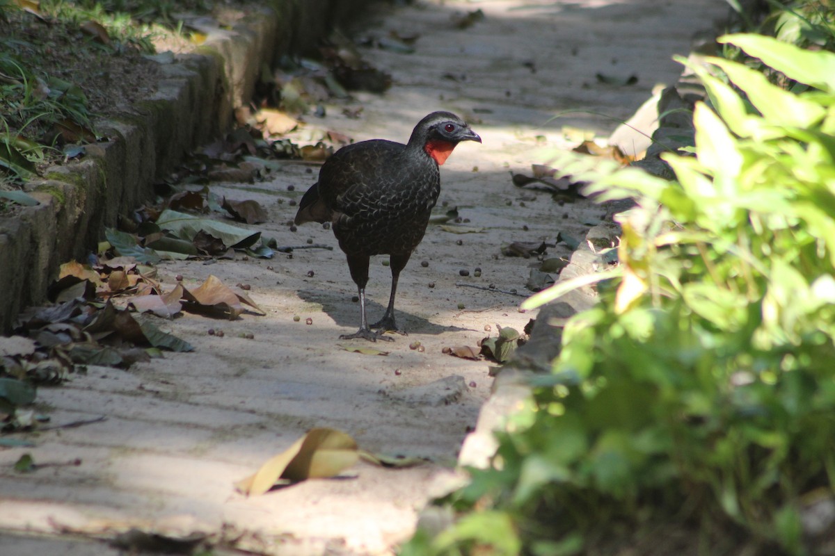 Rusty-margined Guan - ML647130217