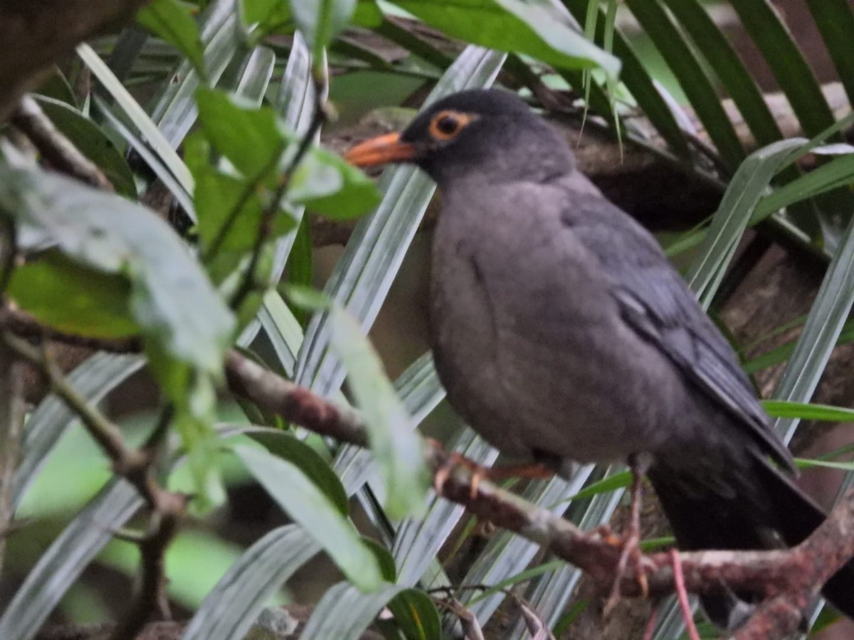 Indian Blackbird - ML647130226