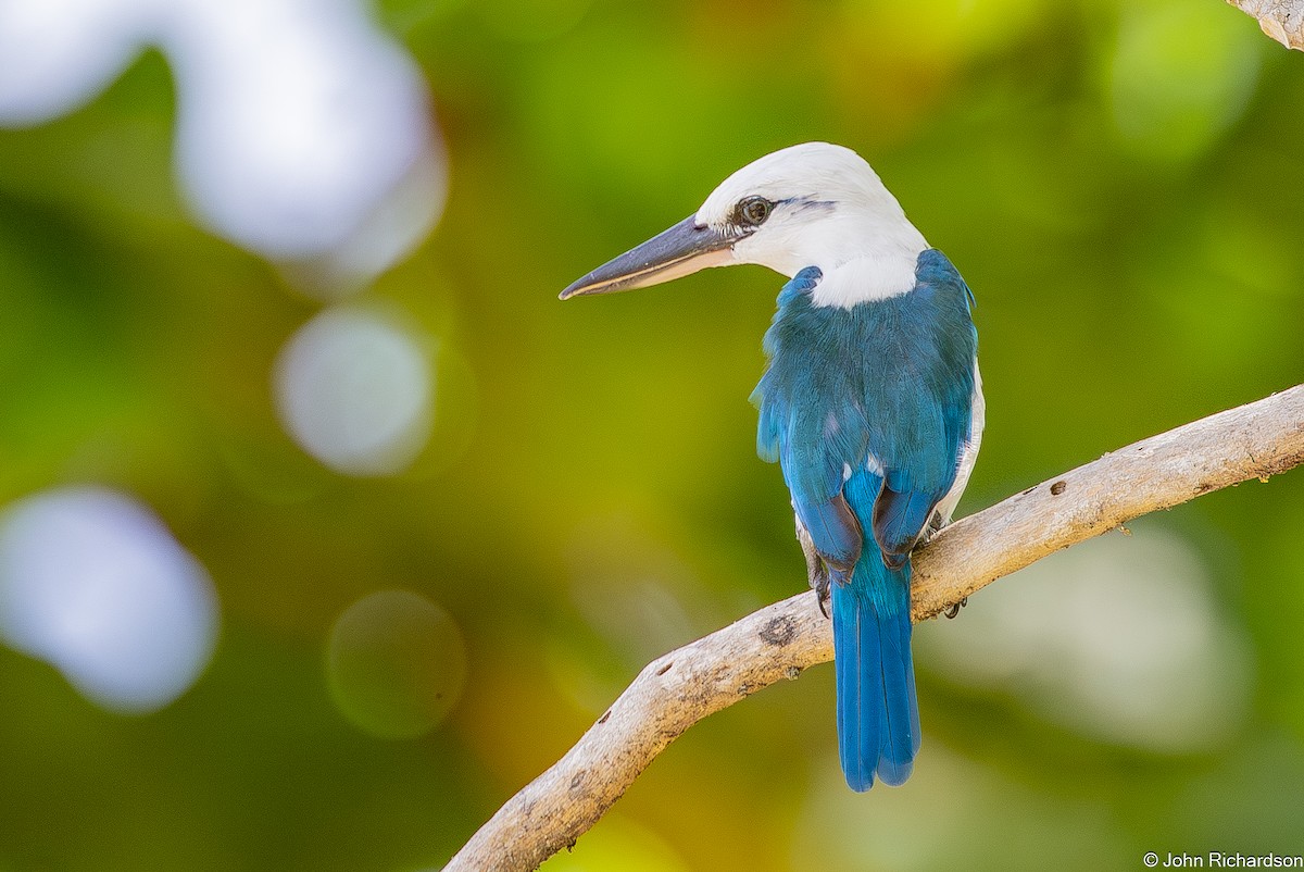 strandisfugl - ML647130227