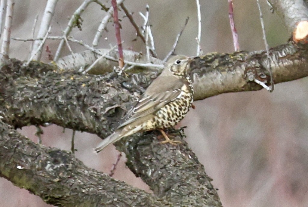 ヤドリギツグミ - ML647130228