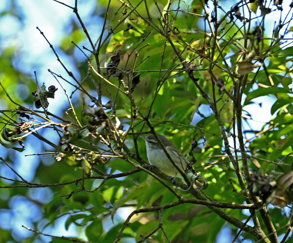 Желтобрюхая пеночка - ML647130231