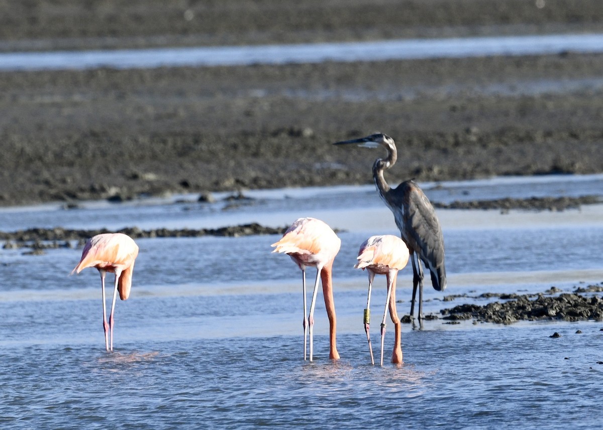 Great Blue Heron - ML647130235