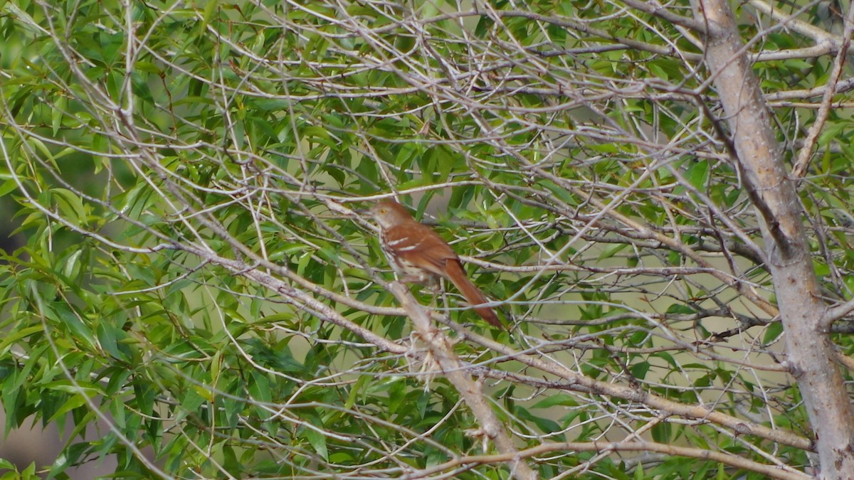 Cuitlacoche Rojizo - ML647130237