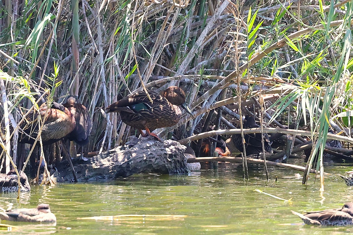 Мадагаскарская кряква - ML647130238