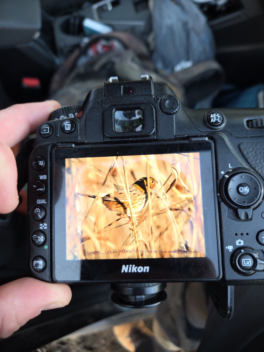Henslow's Sparrow - ML647130243