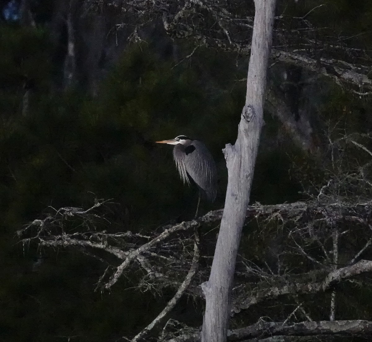 Great Blue Heron - ML647130259