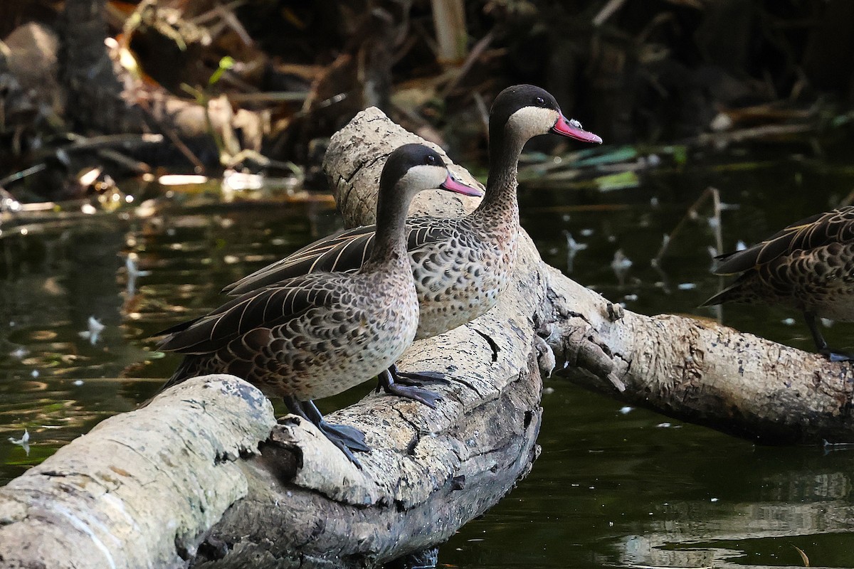 Red-billed Duck - ML647130260