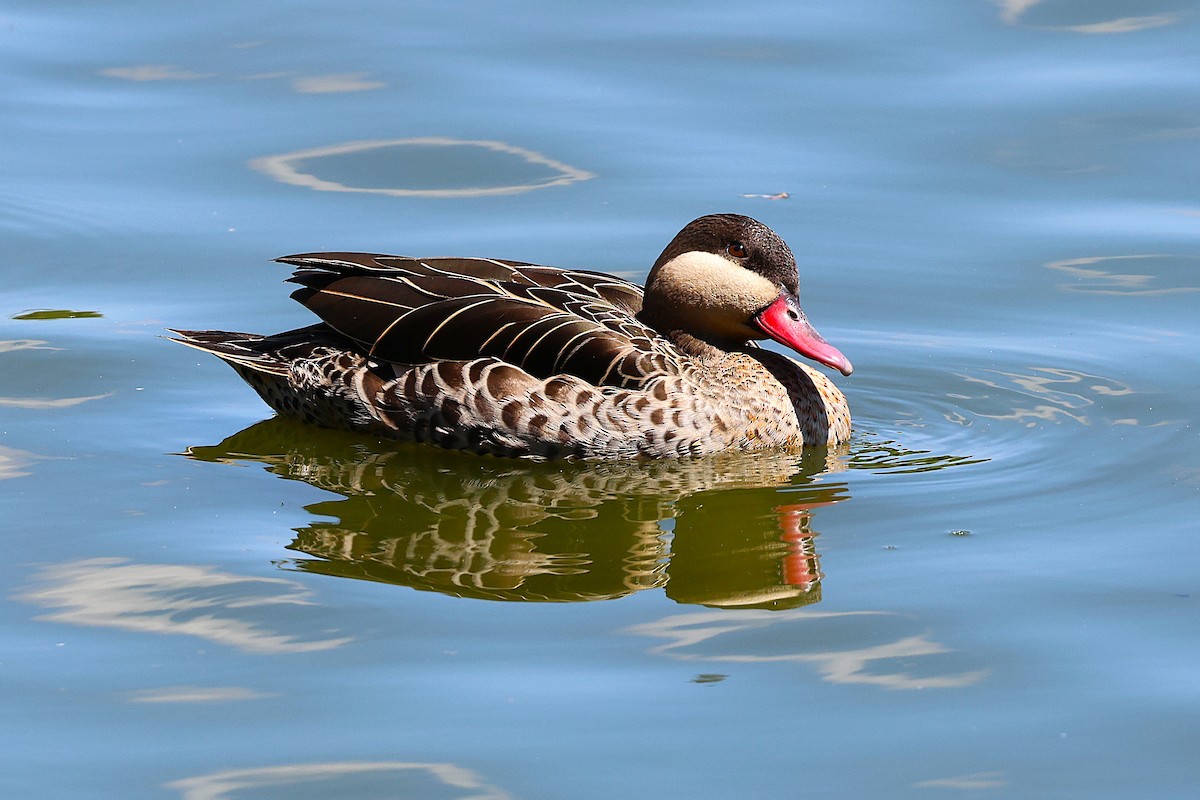 Red-billed Duck - ML647130261