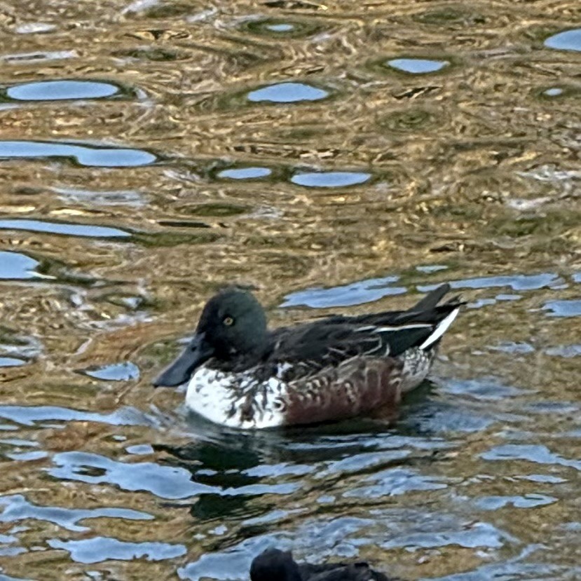 Northern Shoveler - ML647130284