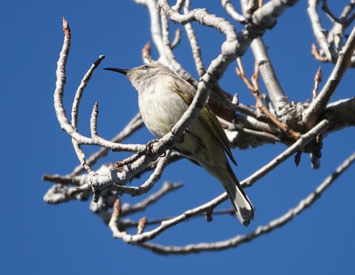 Brown Honeyeater - ML647130302