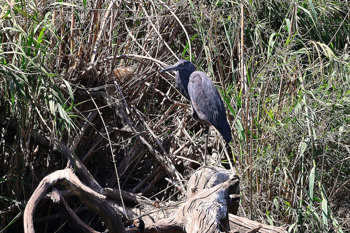 Мадагаскарская цапля - ML647130303