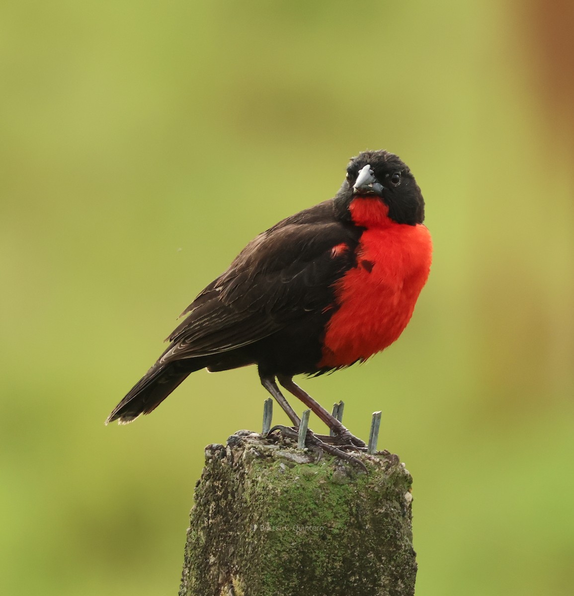 Red-breasted Meadowlark - ML647130305