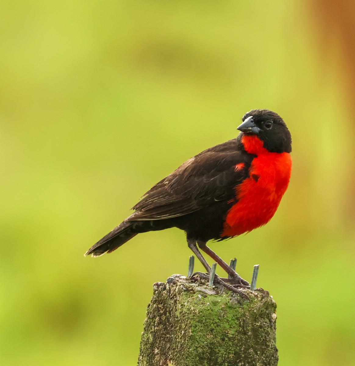 Red-breasted Meadowlark - ML647130306