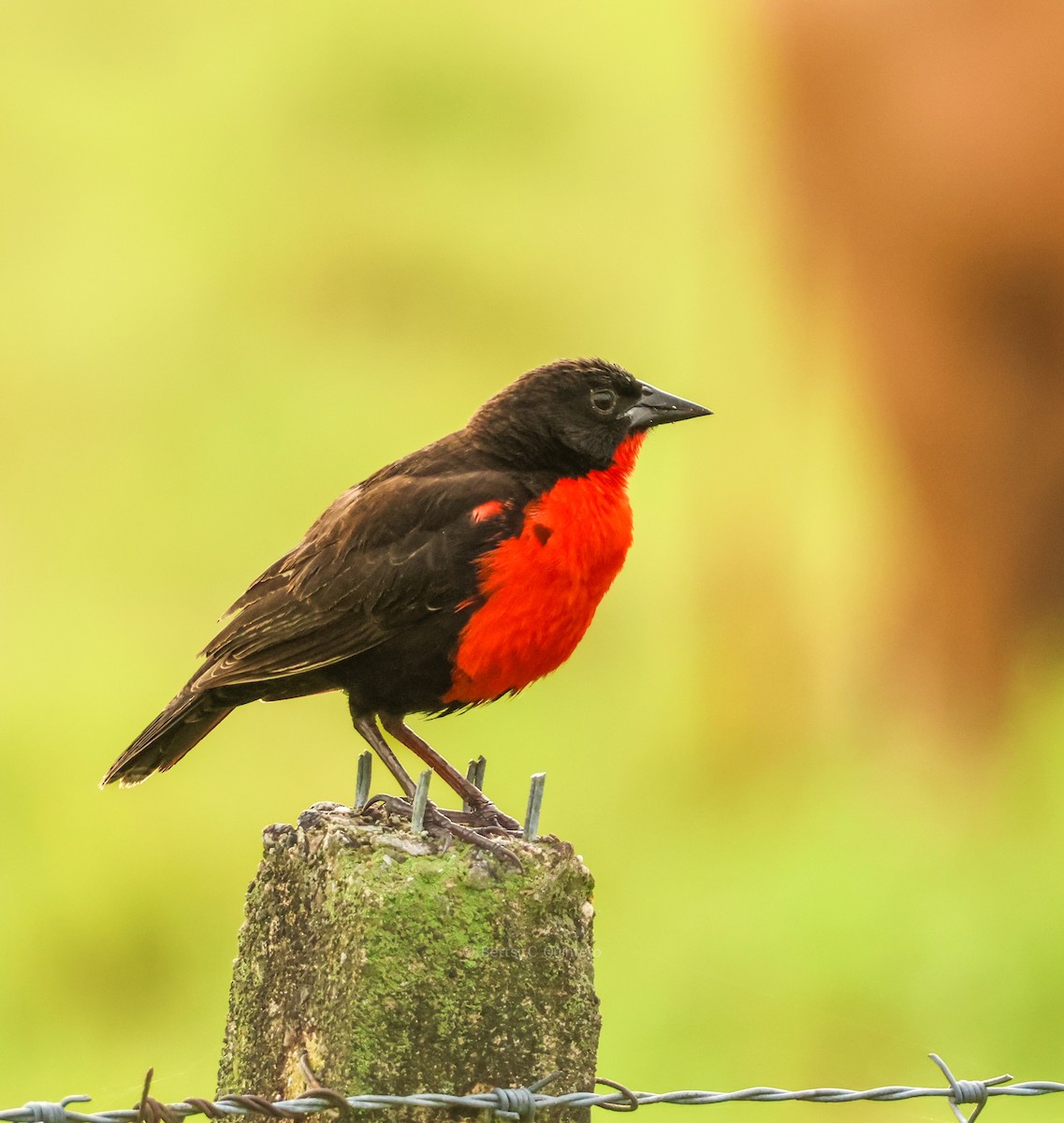 Red-breasted Meadowlark - ML647130307