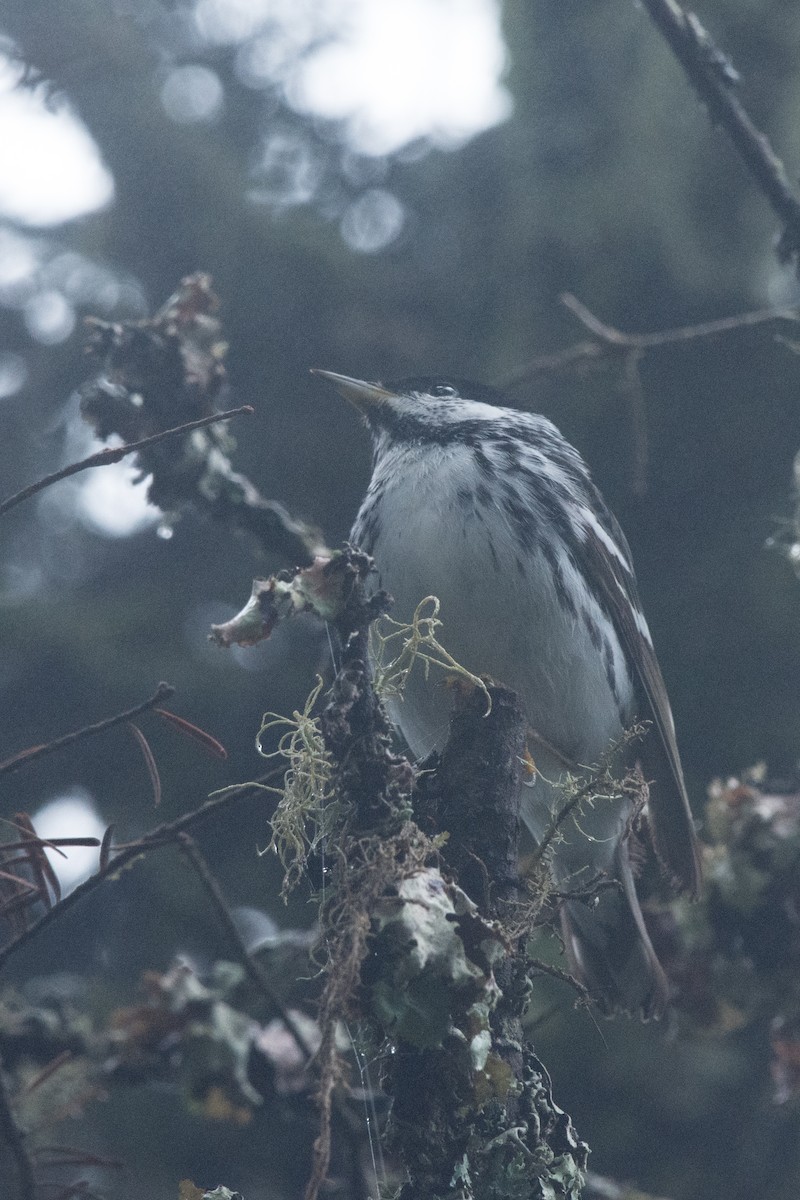 Streifenwaldsänger - ML647130315