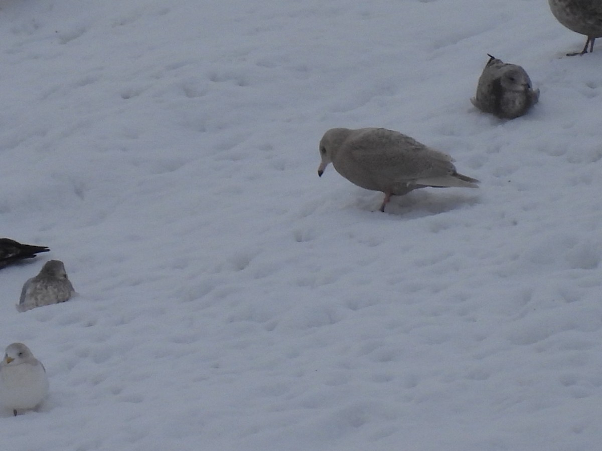 Бургомистр - ML647130318