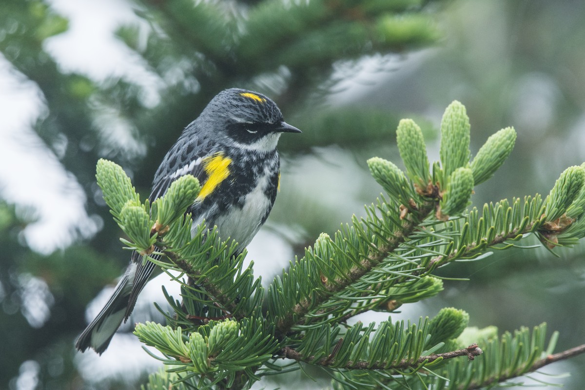 Kronenwaldsänger - ML647130322