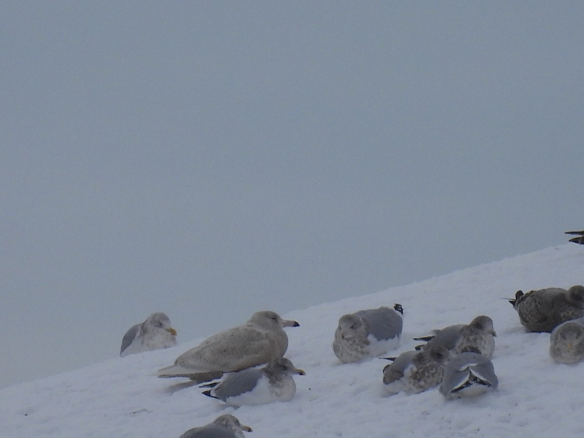 Бургомистр - ML647130326