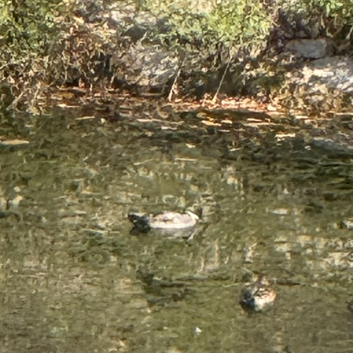Falcated Duck - ML647130328