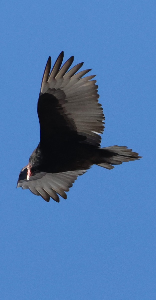 Turkey Vulture - ML647130330