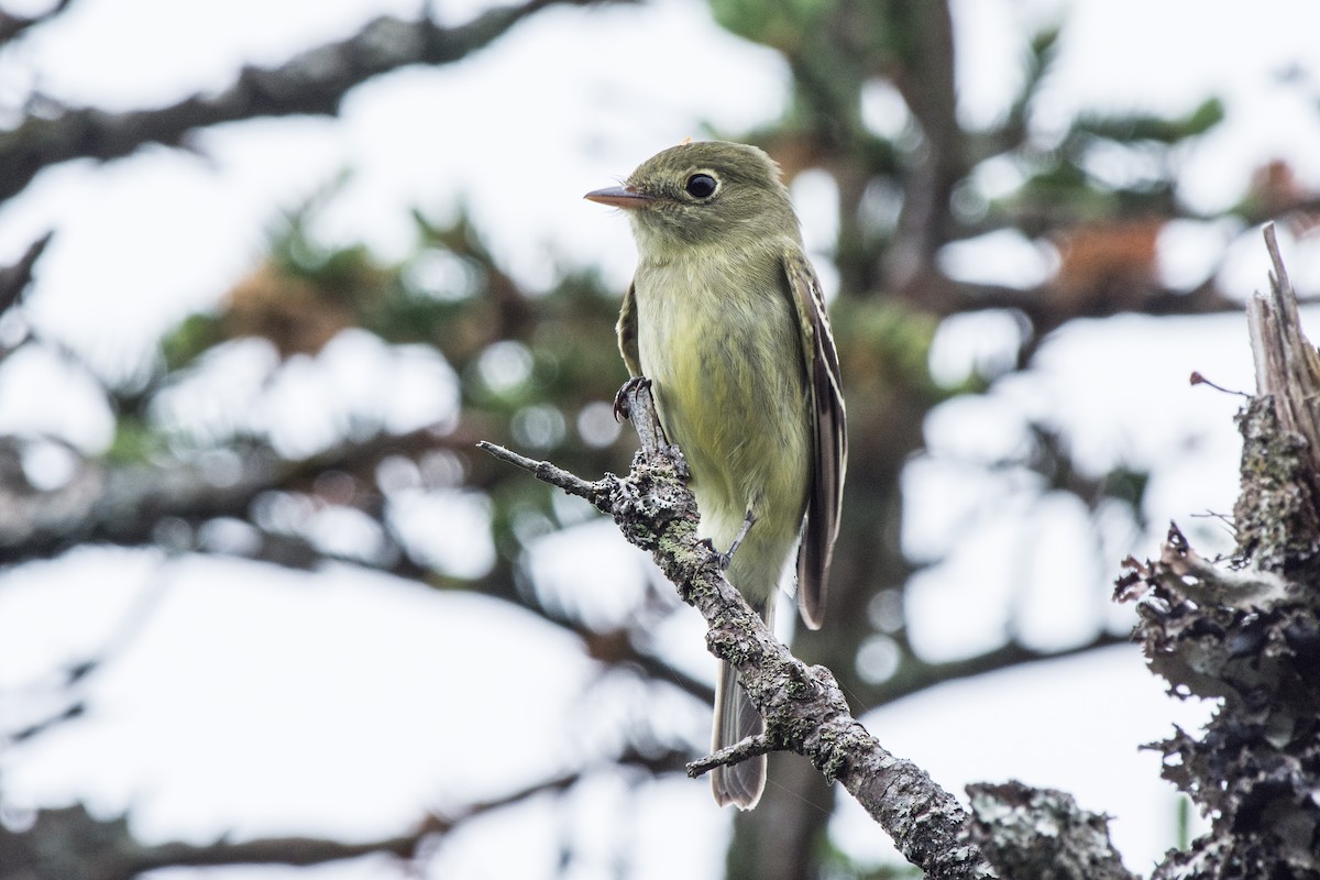 Birkenschnäppertyrann - ML647130332