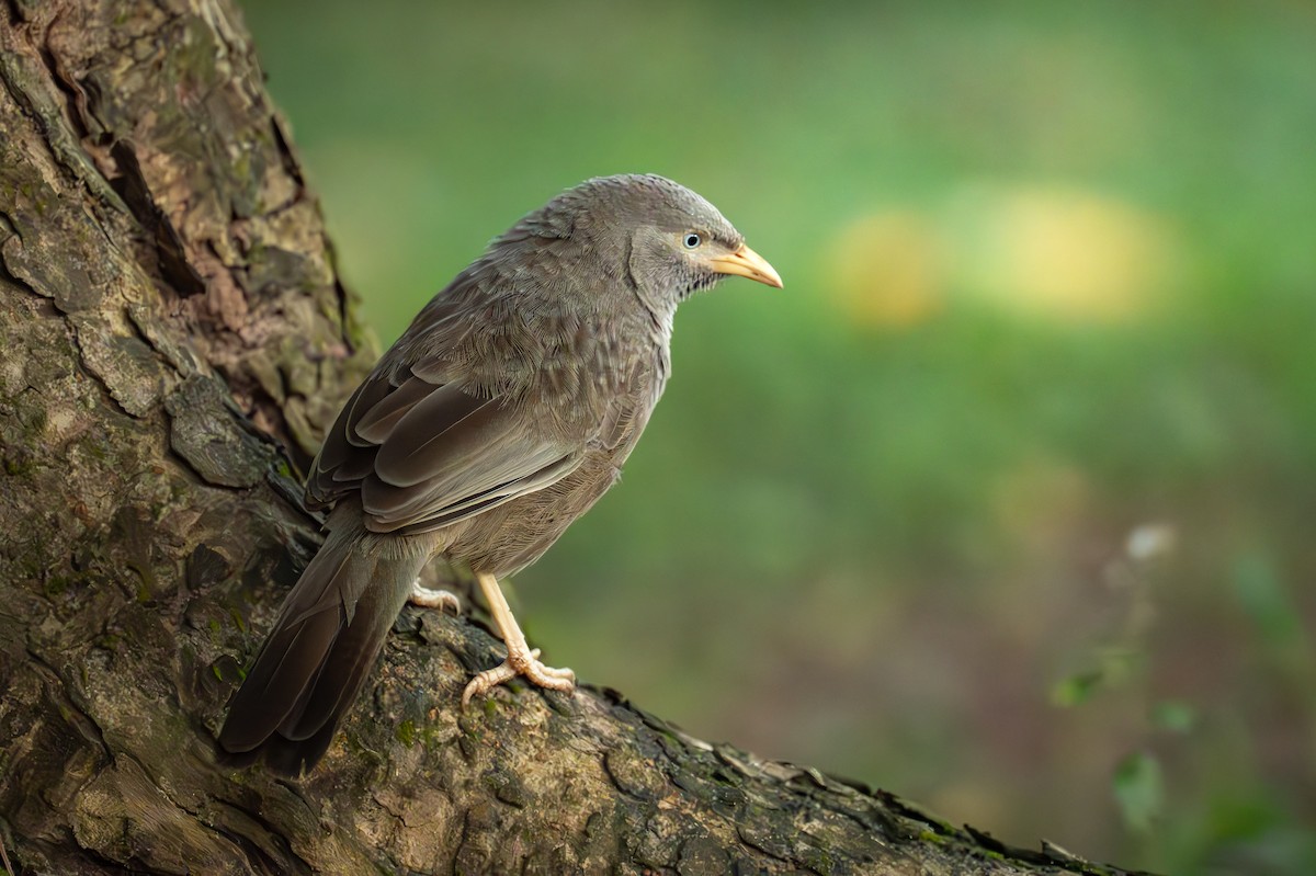Yellow-billed Babbler - ML647130333