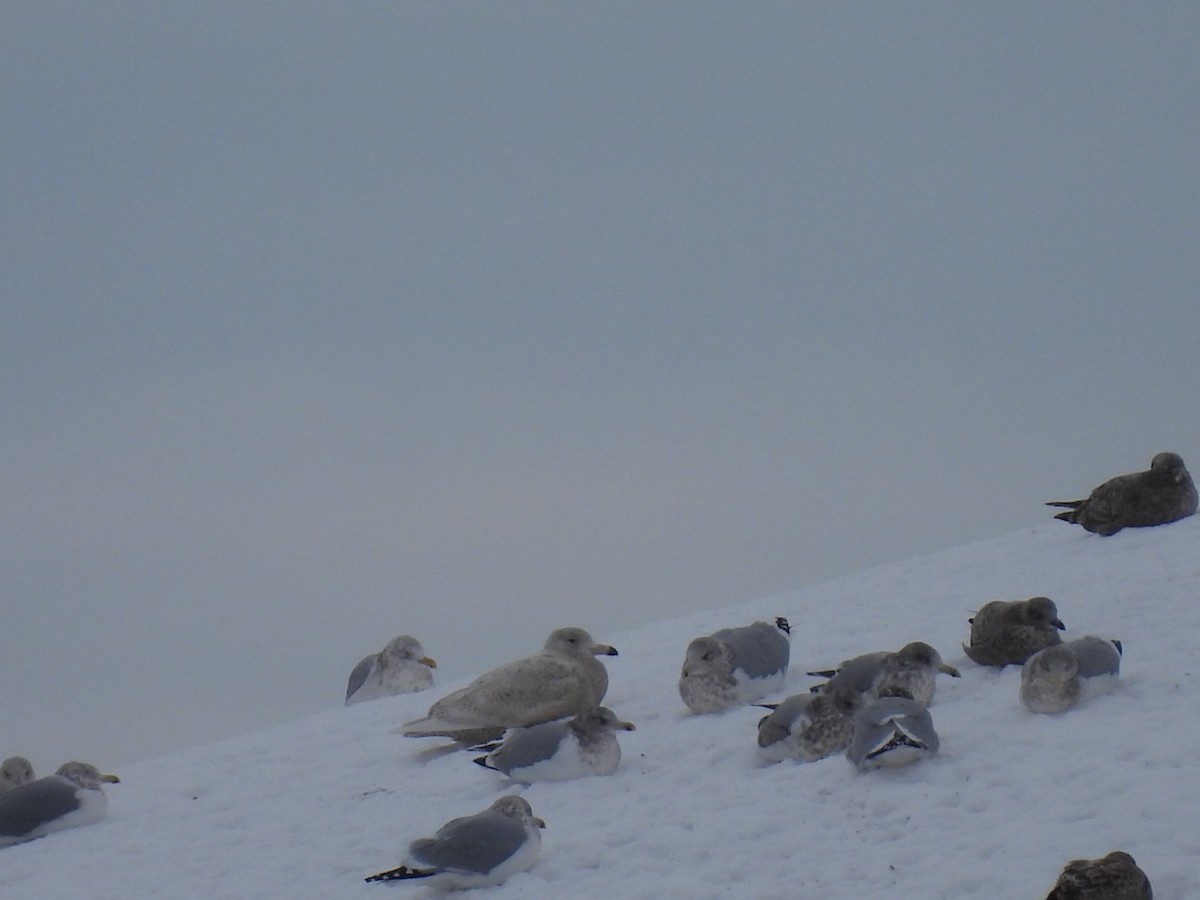 Бургомистр - ML647130334