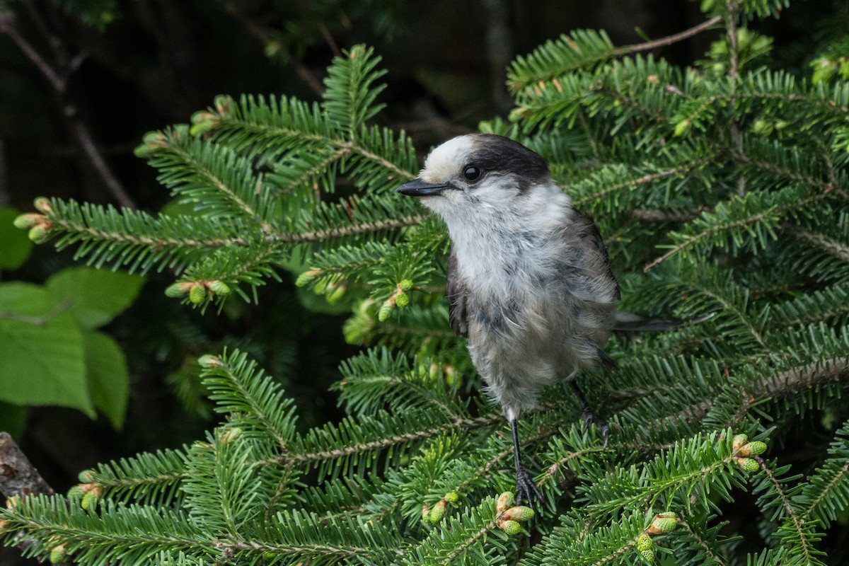 Meisenhäher - ML647130339