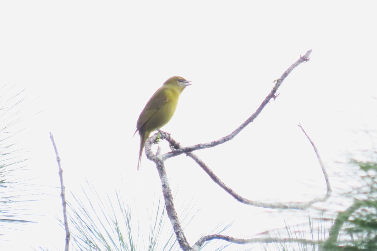 Піранга червона - ML647130341