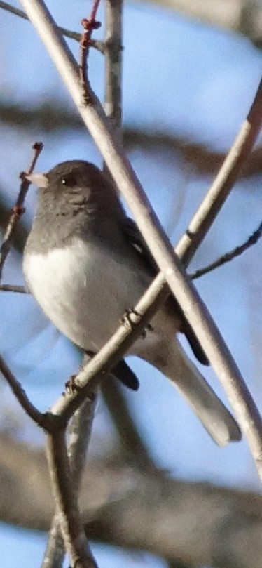 Dark-eyed Junco - ML647130342