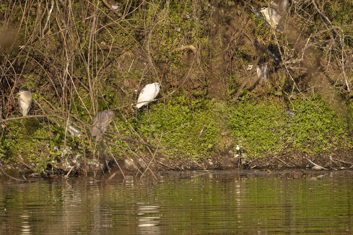 Ubarroi txikia - ML647130344