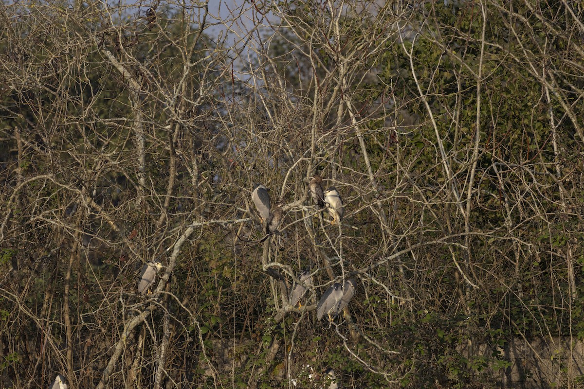 Ubarroi txikia - ML647130345