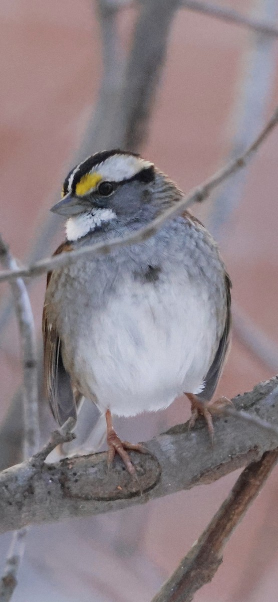 White-throated Sparrow - ML647130348