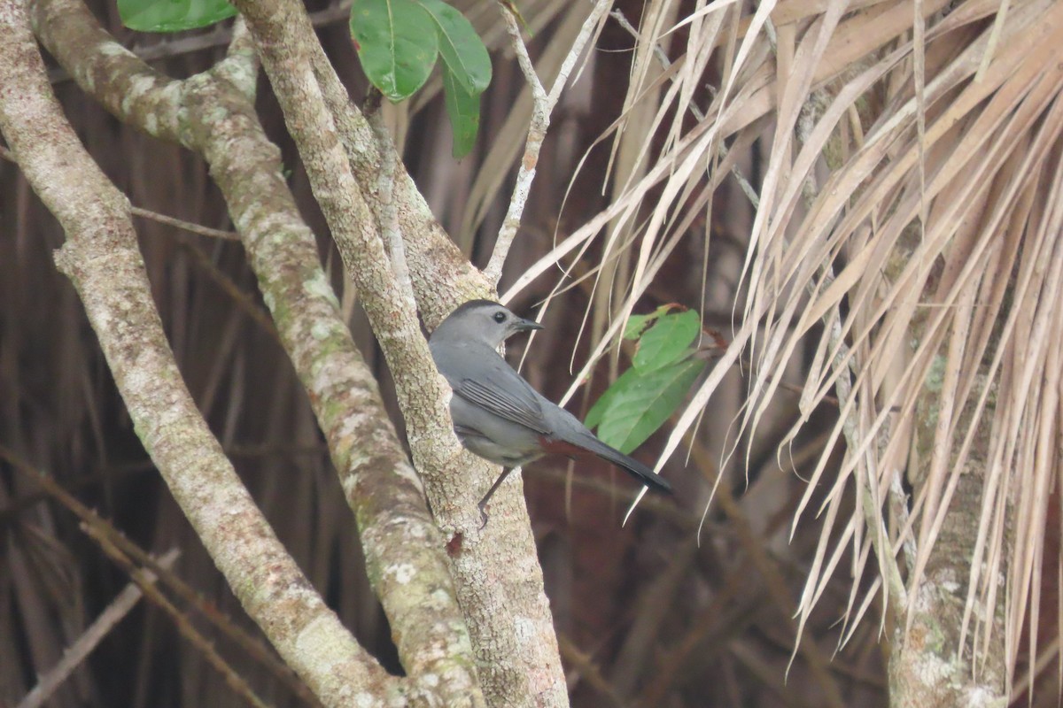 Gray Catbird - ML647130349