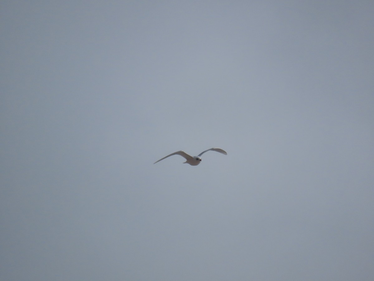 Mediterranean Gull - ML647130350