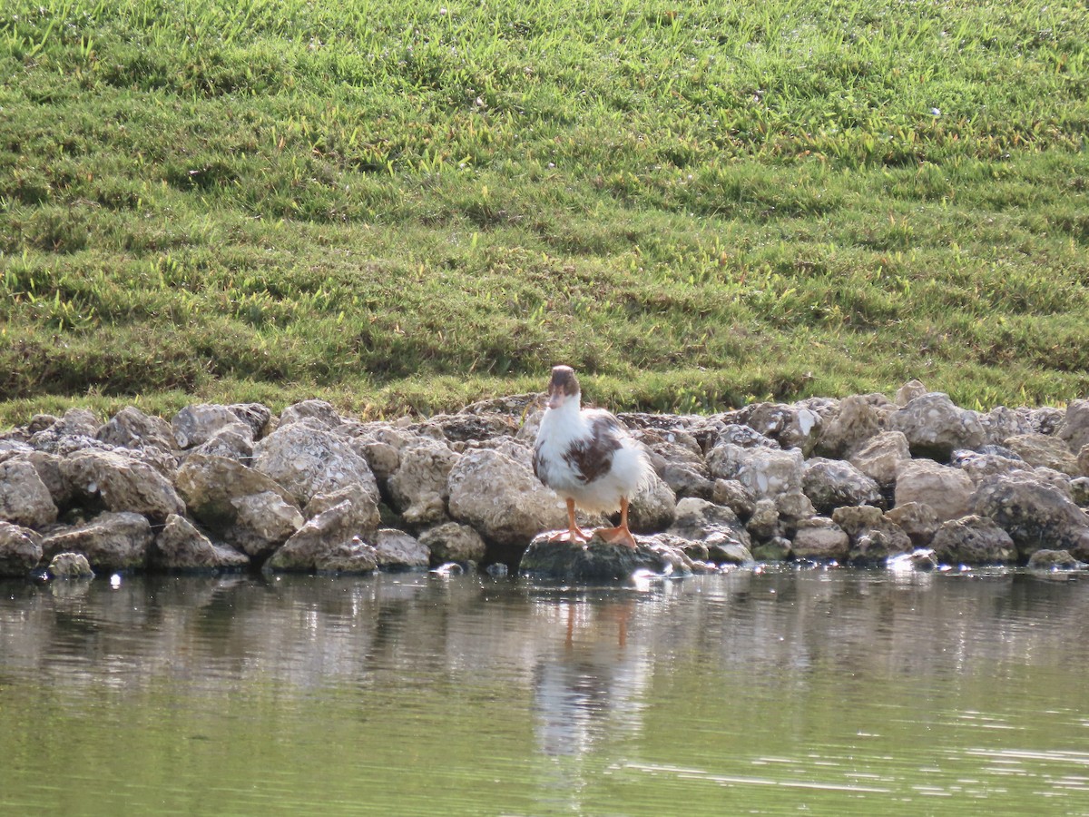 鴨亞科(鴨類) - ML647130362