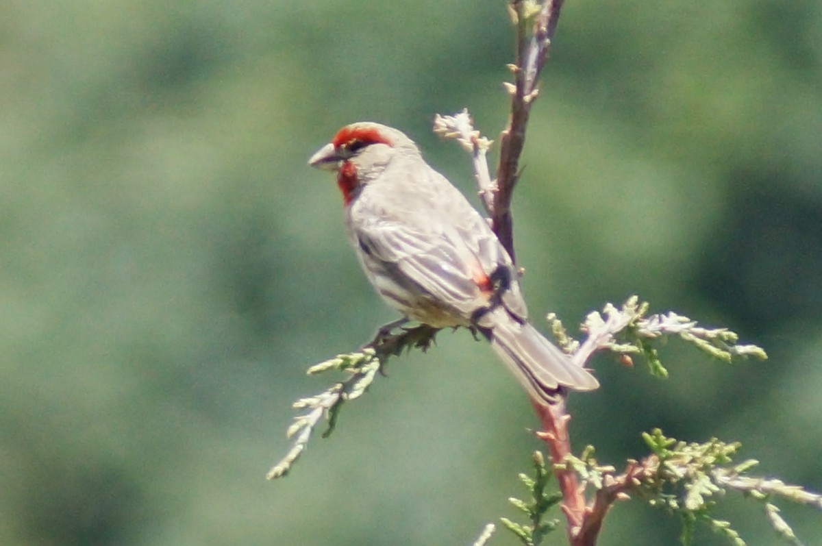 Roselin familier - ML647130374