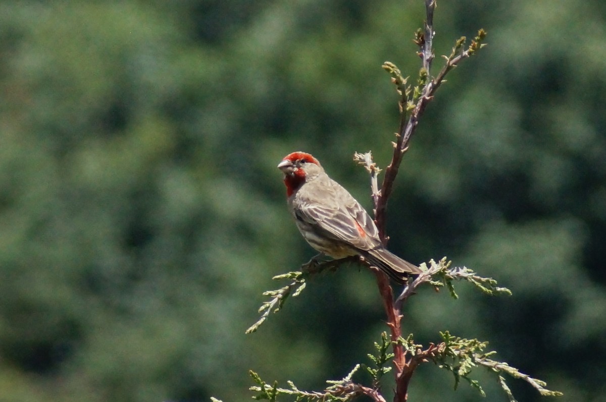 Roselin familier - ML647130375