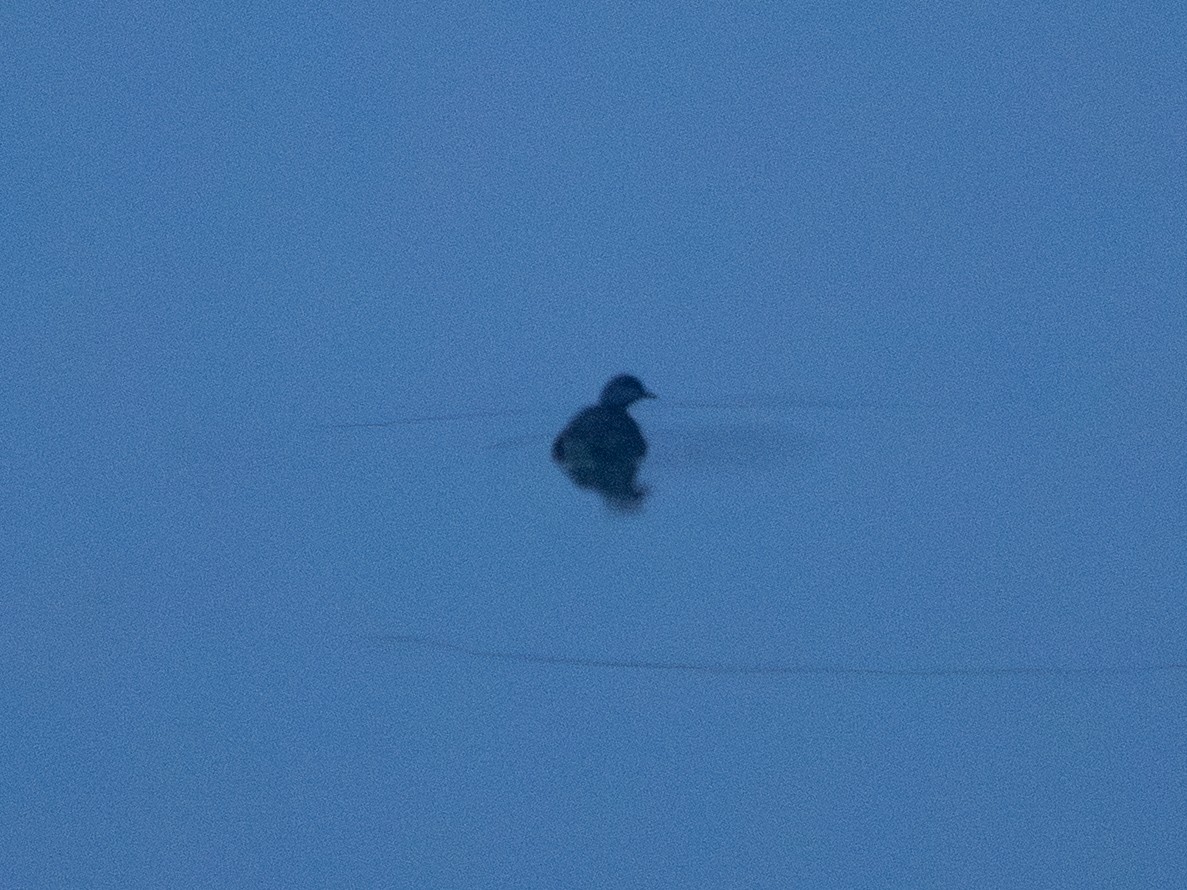 Least Grebe - ML647130377