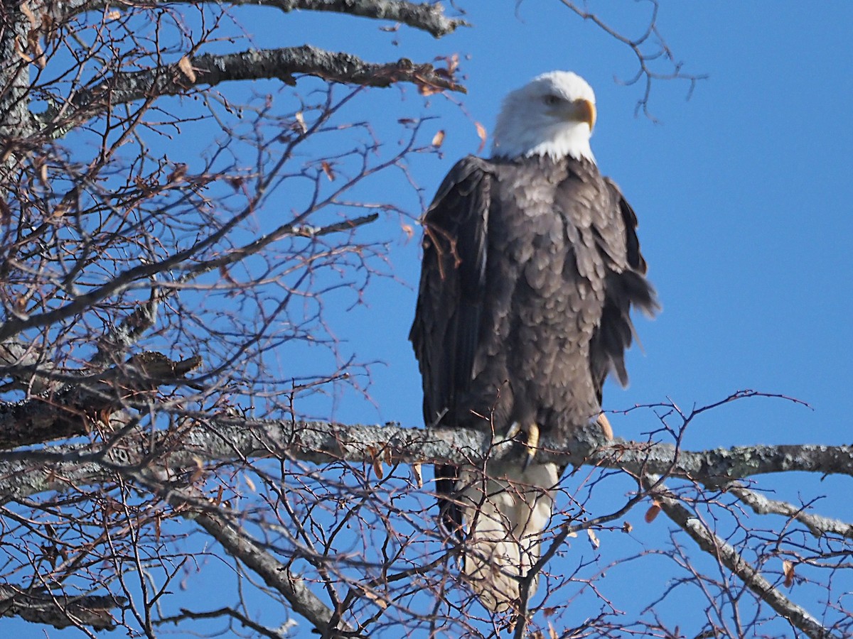 Ak Başlı Kartal - ML647130387