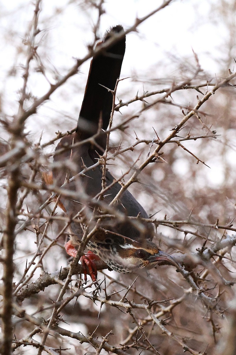 krumnebbmesitt - ML647130388