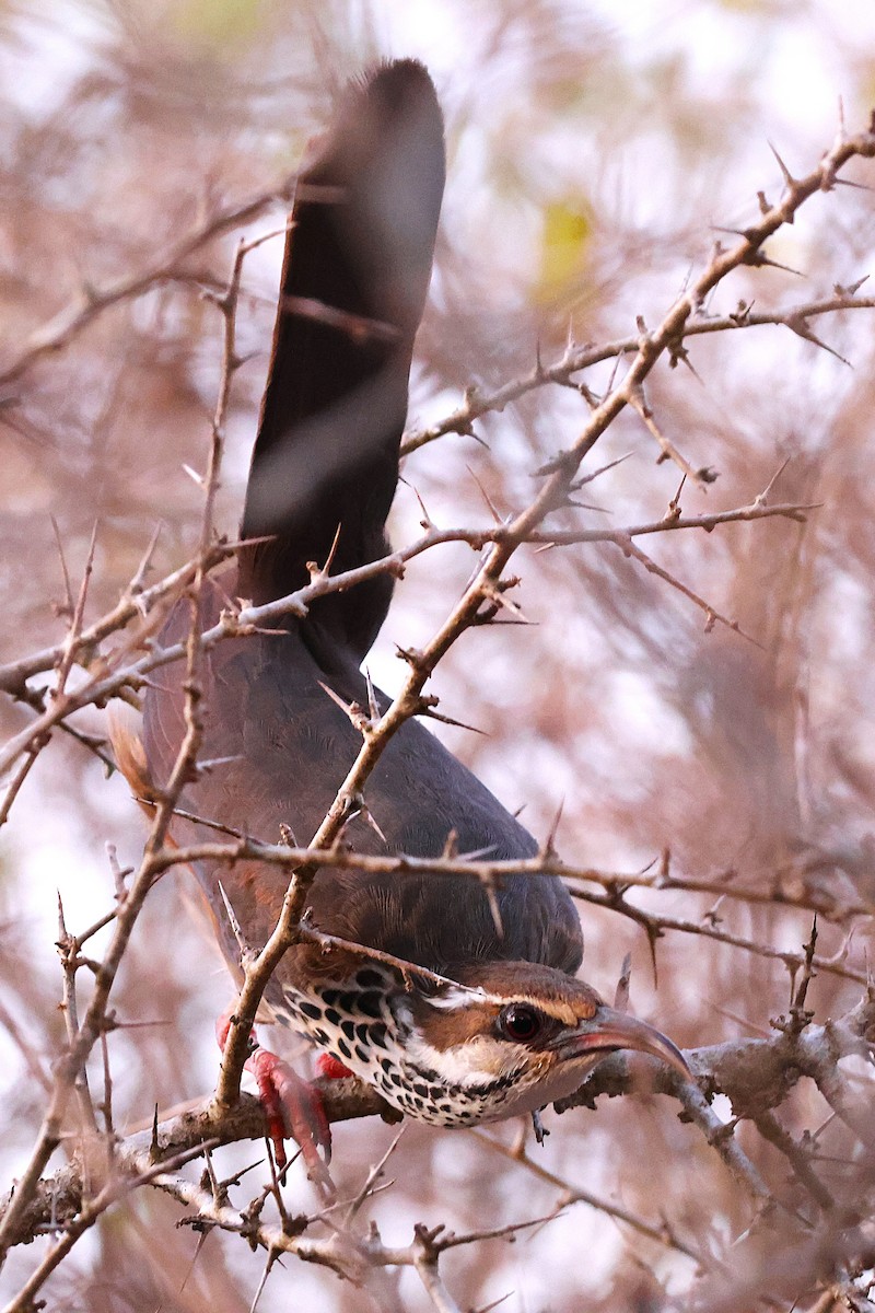 krumnebbmesitt - ML647130389