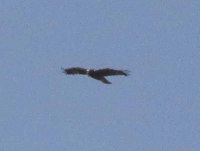 白肩鵰 - ML647130390