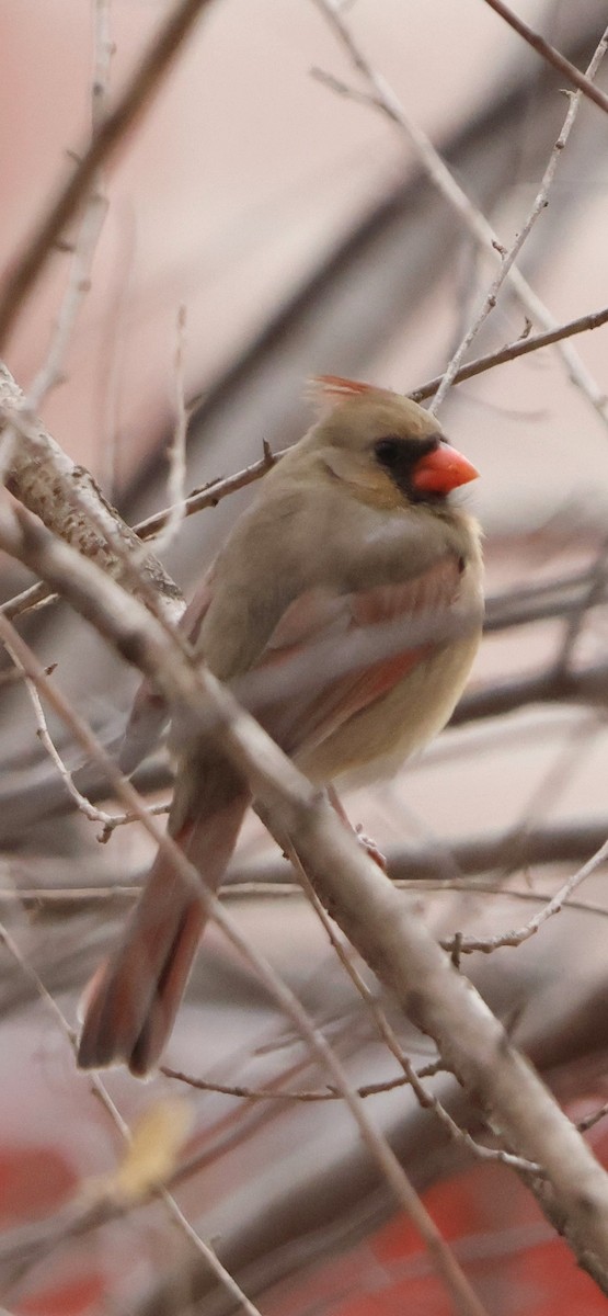 Northern Cardinal - ML647130391