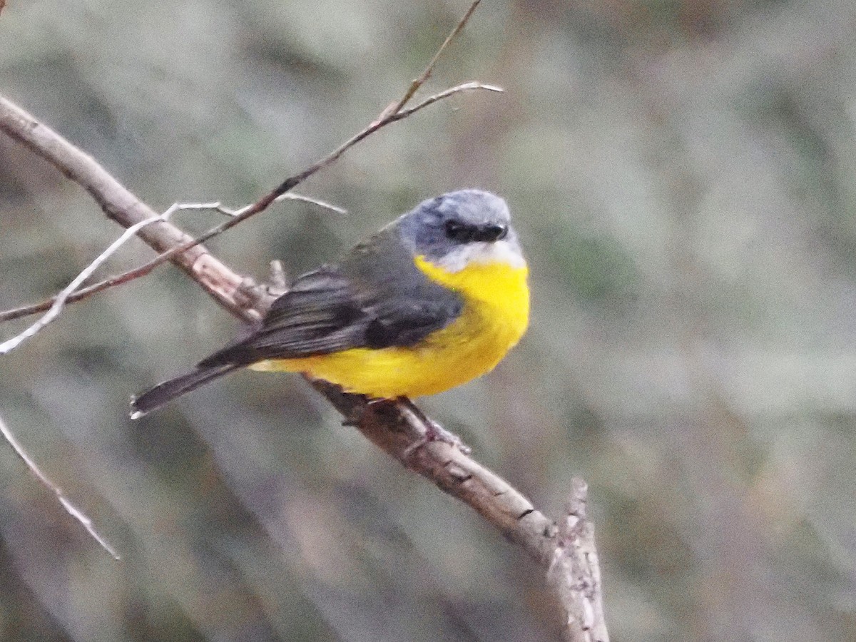 gulbrystflueskvett - ML647130407