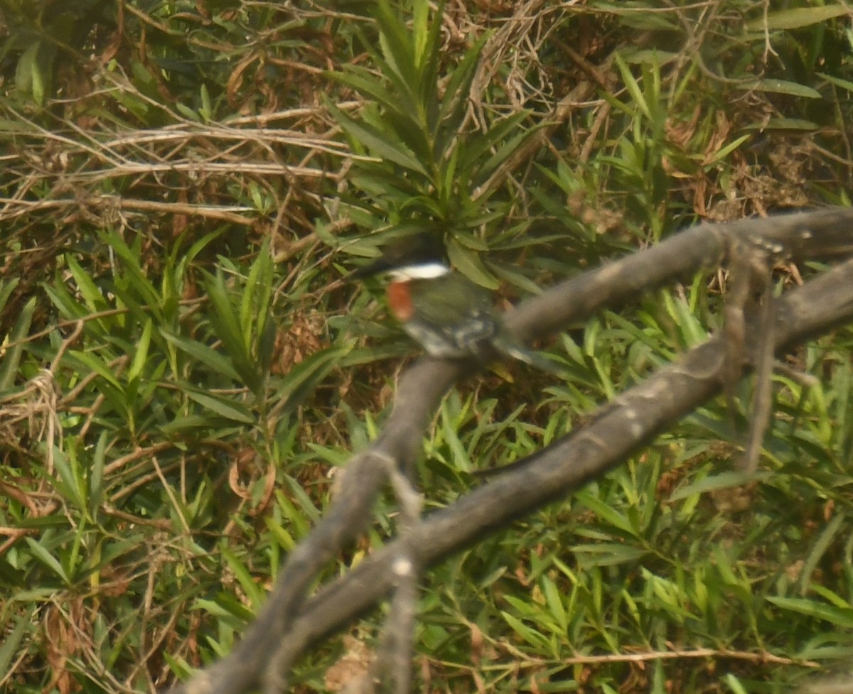 grønnisfugl - ML647130424