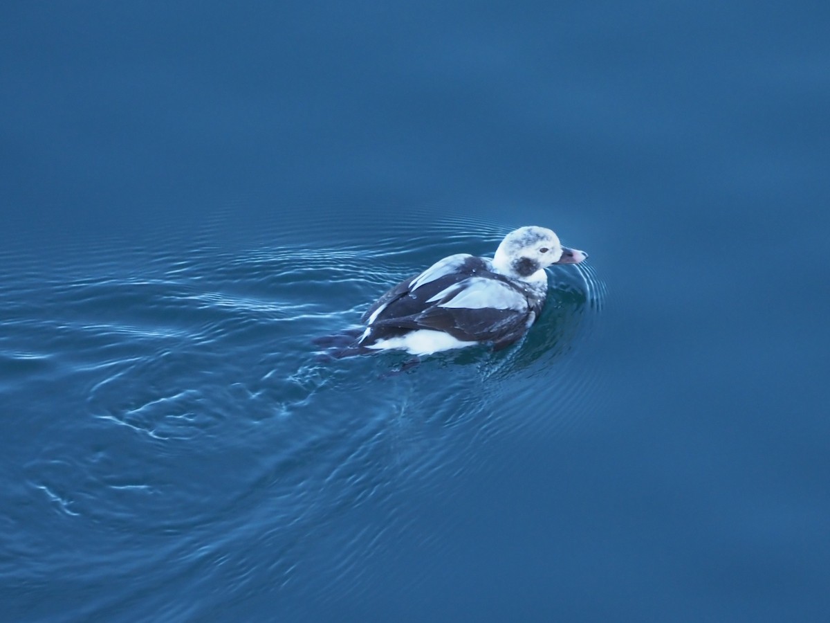 Telkuyruk - ML647130425